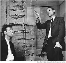 James Watson y Francis Crick descubren la estructura molecular del ADN.