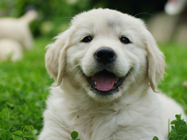 Adoptamos a mi perro