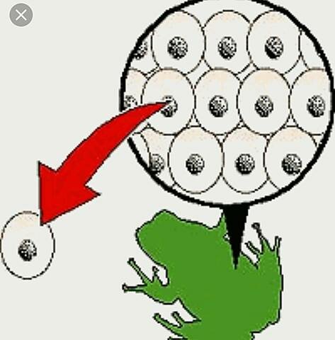 Clonación del primer invertebrado