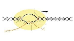 Descubrimiento de la Polimerasa ARN