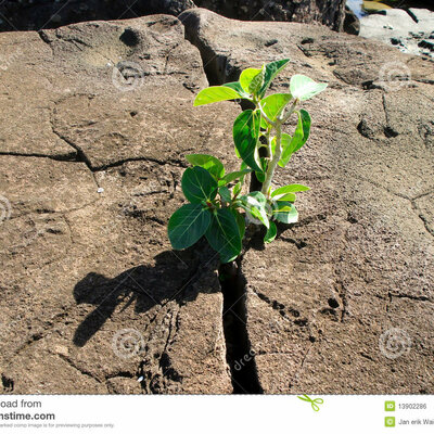 Timeline: Spontaneous generation