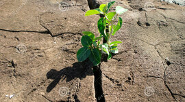 Timeline: Spontaneous generation