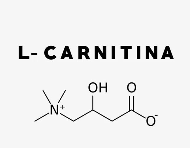 Síntesis de la enzima L-carnitina.