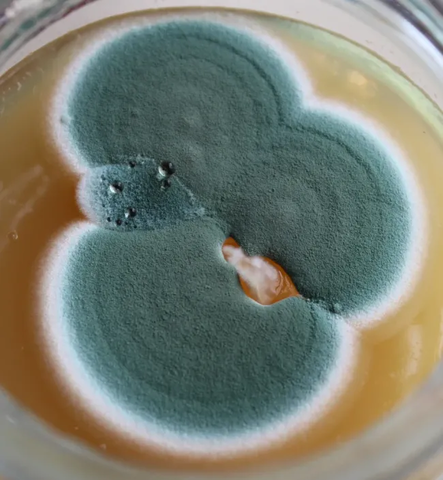 Esporas de moho de Penicillium