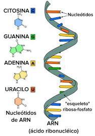 Síntesis de las bases del ADN