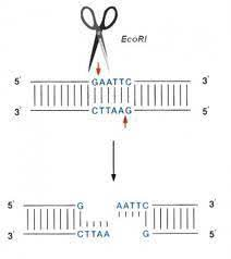 Enzimas de restricción de tipo II