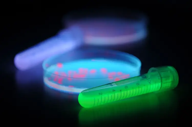 Marcadores de proteínas fluorescentes