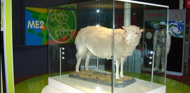 Clonación de la oveja Dolly