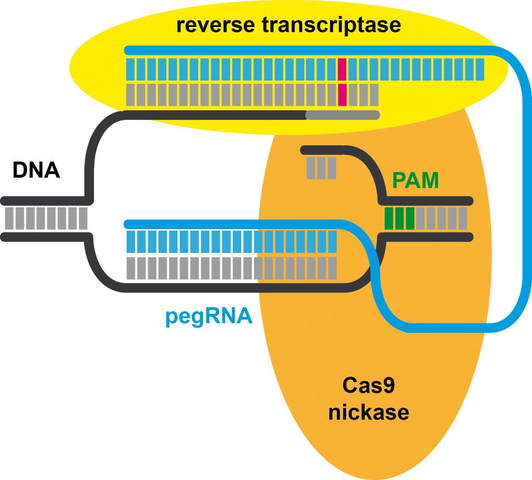 La magnificencia de CRISPR como herramienta de edición de genes