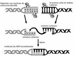 Enzimas de restricción