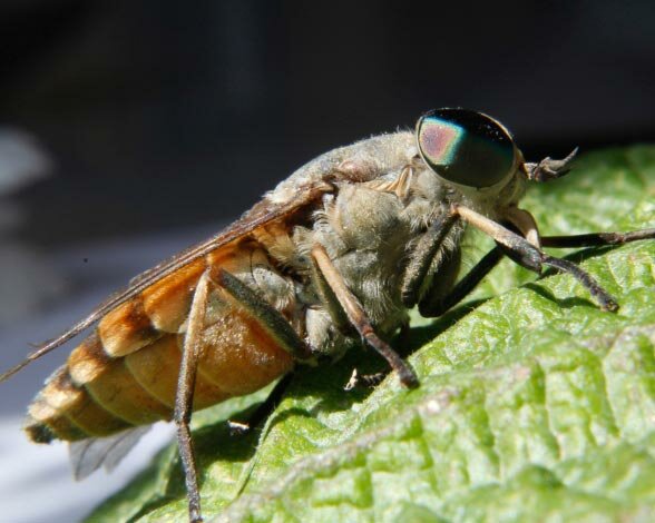 Se instauró el calendario Gregoriano vigente en la actualidad en la mayoría de los países.