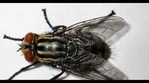 Se iniciaron una serie de Reformas borbónicas para modernizar la monarquía española.