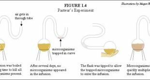 Pasteur experiment