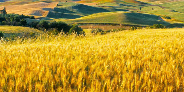 Lleis de desamortització