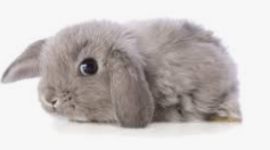 Timeline: Evolution of Bunnies