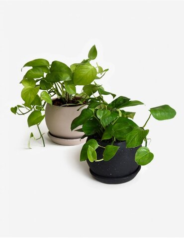 Tarea para la clase de Biología