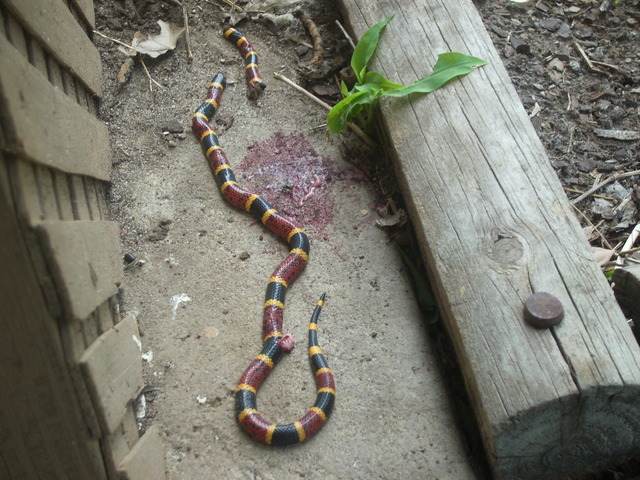 Snake Death by Julian