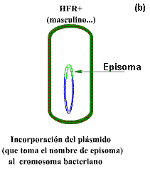 François Jacob acuña el término episoma