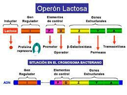 Se deduce el modo de funcionamiento del operón de la lactosa de E. coli