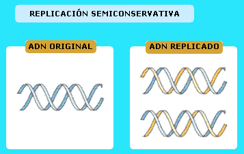 Se confirma la replicación semiconservativa del DNA