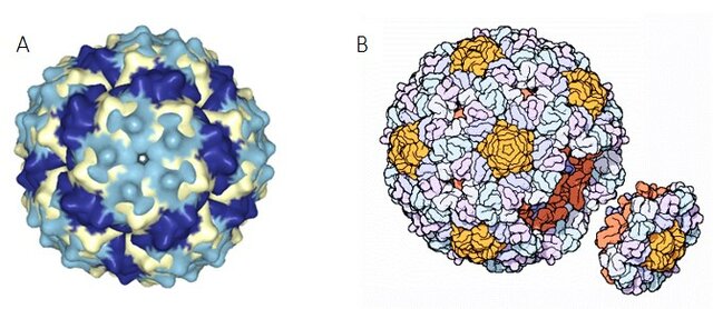 La obtención de la secuencia del primer genoma humano