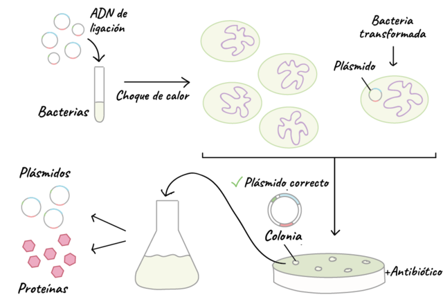 Transformación con E. Coli