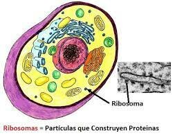 RIBOSOMAS