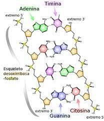 ESTRUCTURA DE ADN