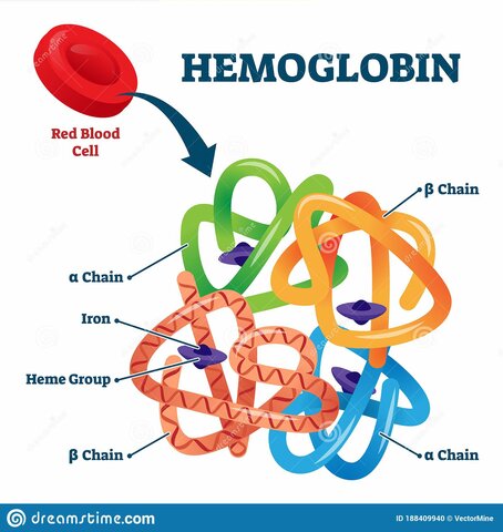 Modelo de la estructura de la hemoglobina