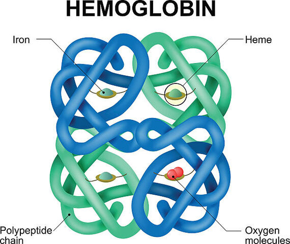 Primer vistazo a la estructura de la hemoglobina