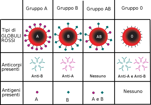 Scoperta dei gruppi sanguigni