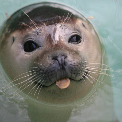 Timeline: Foca monje mediterránea