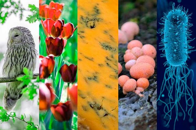 Propuesta de la clasificación de los 5 reinos