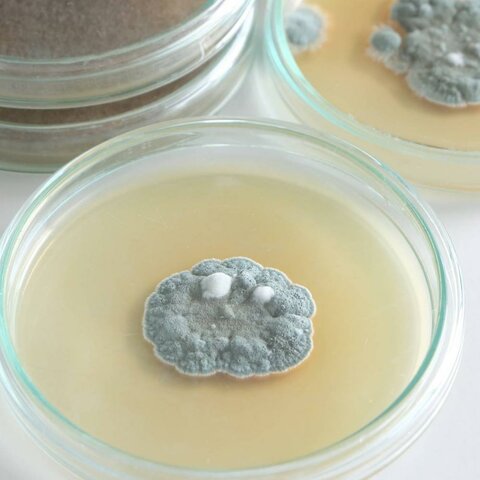 Scoperta della penicillina