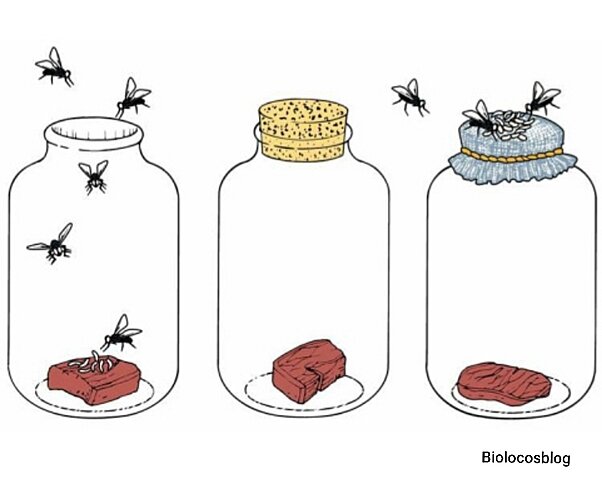 Francesco Redi's experiment