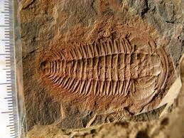 Aparición de fósiles más antiguos