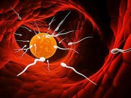 Desarrollo de la reproducción sexual