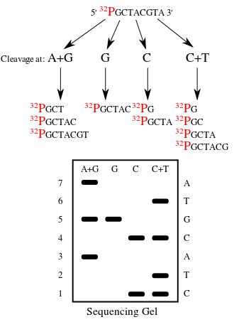 Metodo rápido de secuenciación de ADN