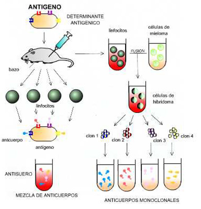 Anticuerpo Monoclonal