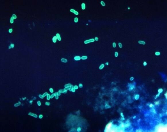 Publicación del primer genoma completo de un organismo de vida libre.