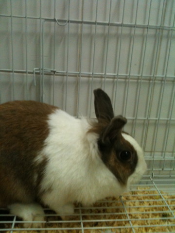 Quando ganhei a minha coelinha .