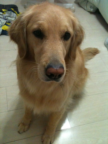 quando eu ganhei a minha linda cachorrinha