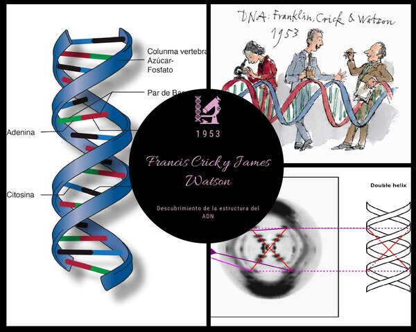 Francis Crick y James Watson (ADN)