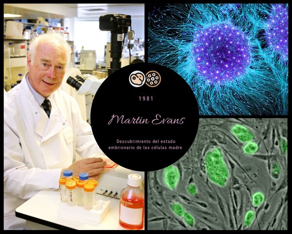 Martin Evans (Células madre)
