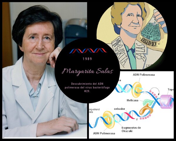 Margarita Salas (Patente de la ADN polimerasa)