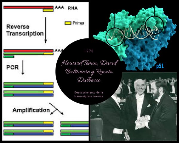 Howard Temin, David Baltimore y Renato Dulbecco (Transcriptasa inversa)