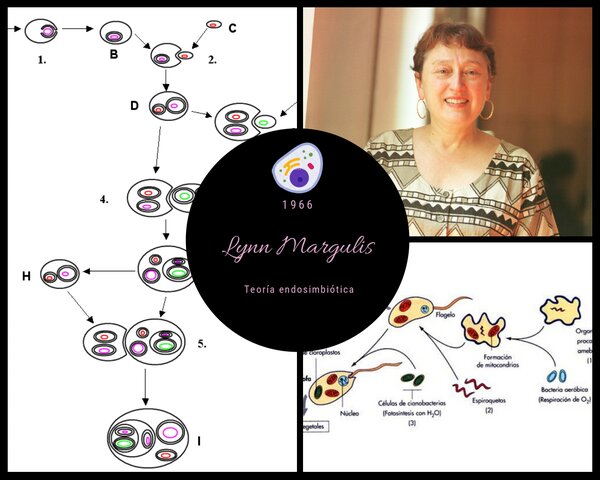 Lynn Margulis (Teoría endosimbiótica)