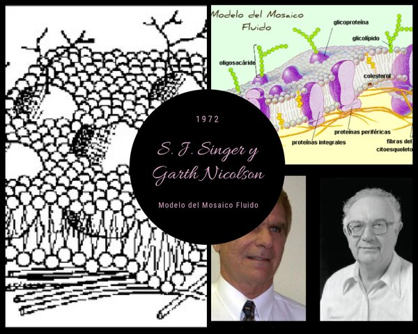 S. J. Singer y Garth Nicolson (Mosaico fluido)