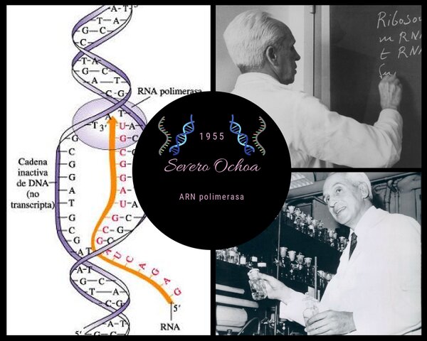 Severo Ochoa (ARN polimerasa)