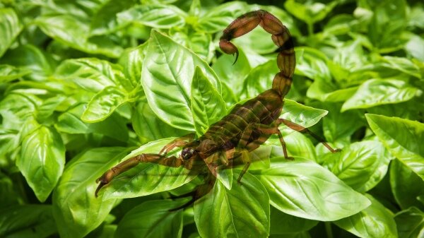 spontaneous production of scorpions